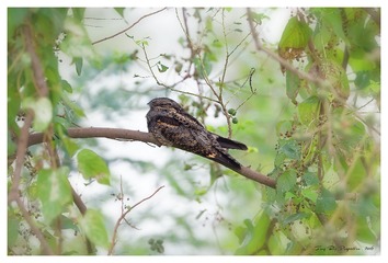 181A6190_DxO