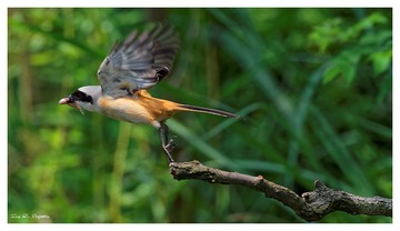 IMG_8705_DxO