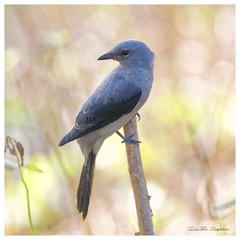 3U1A7619_DxO