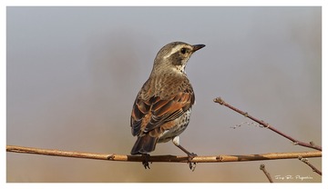 IMG_6427_DxO