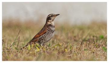 IMG_6669_DxO
