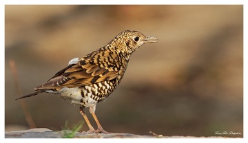 IMG_6033_DxO