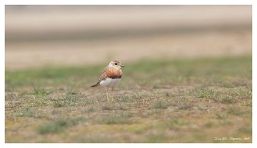 181A0854_DxO
