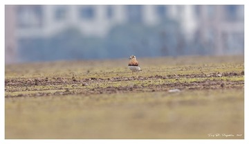 181A0807_DxO