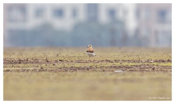 181A0807_DxO