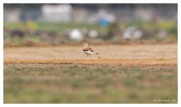 181A0818_DxO