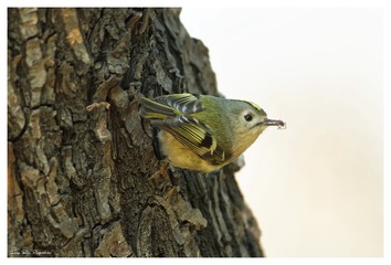 IMG_7101_DxO