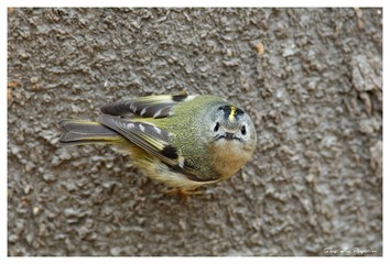 3U1A0386_DxO