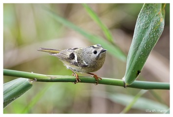 181A7556_DxO
