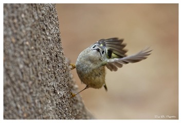3U1A0162_DxO