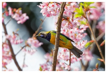 181A0118_DxO