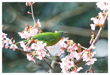 181A0129_DxO