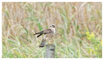 181A6078_DxO