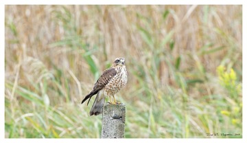 181A6083_DxO