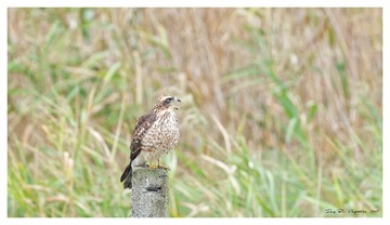 181A6100_DxO