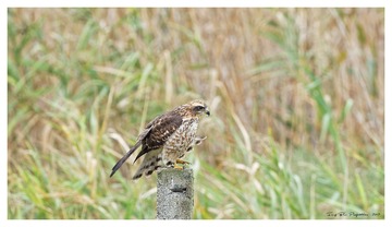181A6105_DxO