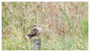 181A6088_DxO