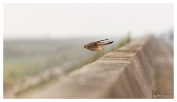181A6295_DxO