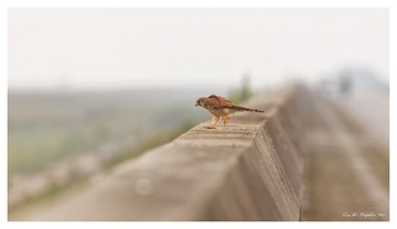 181A6294_DxO