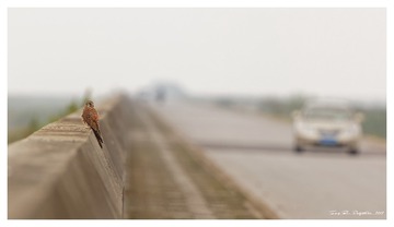 181A6293_DxO