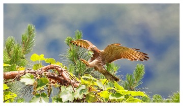 181A4382_DxO