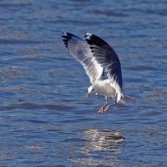 181A1816_DxO_DxO