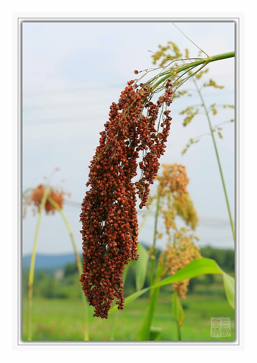 红高粱 - tigerzhao62 - 图虫网 - 优质摄影师交流社区