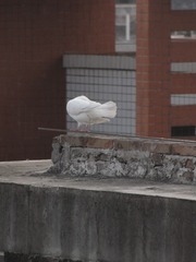 169040