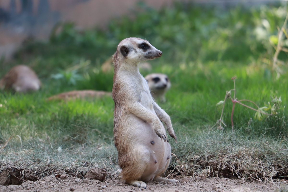 您的小可爱细尾獴已上