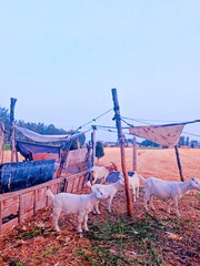 5052877