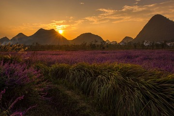 尼康7200适马18-35 1.8-1---夕阳下的薰衣草