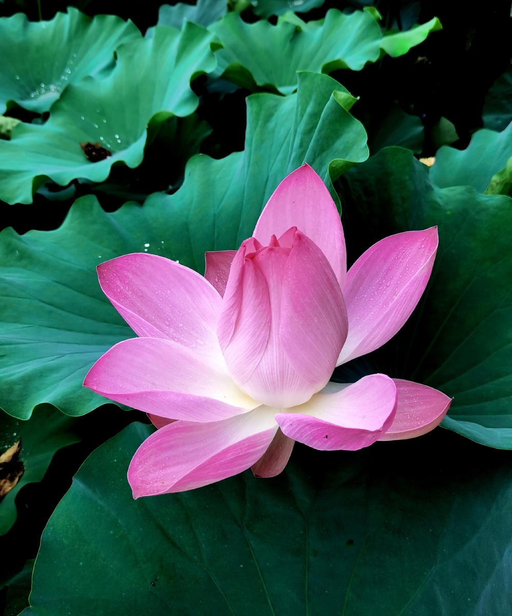 经典荷花