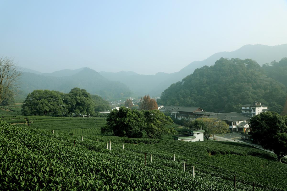明前龙井：品鉴春天的味道