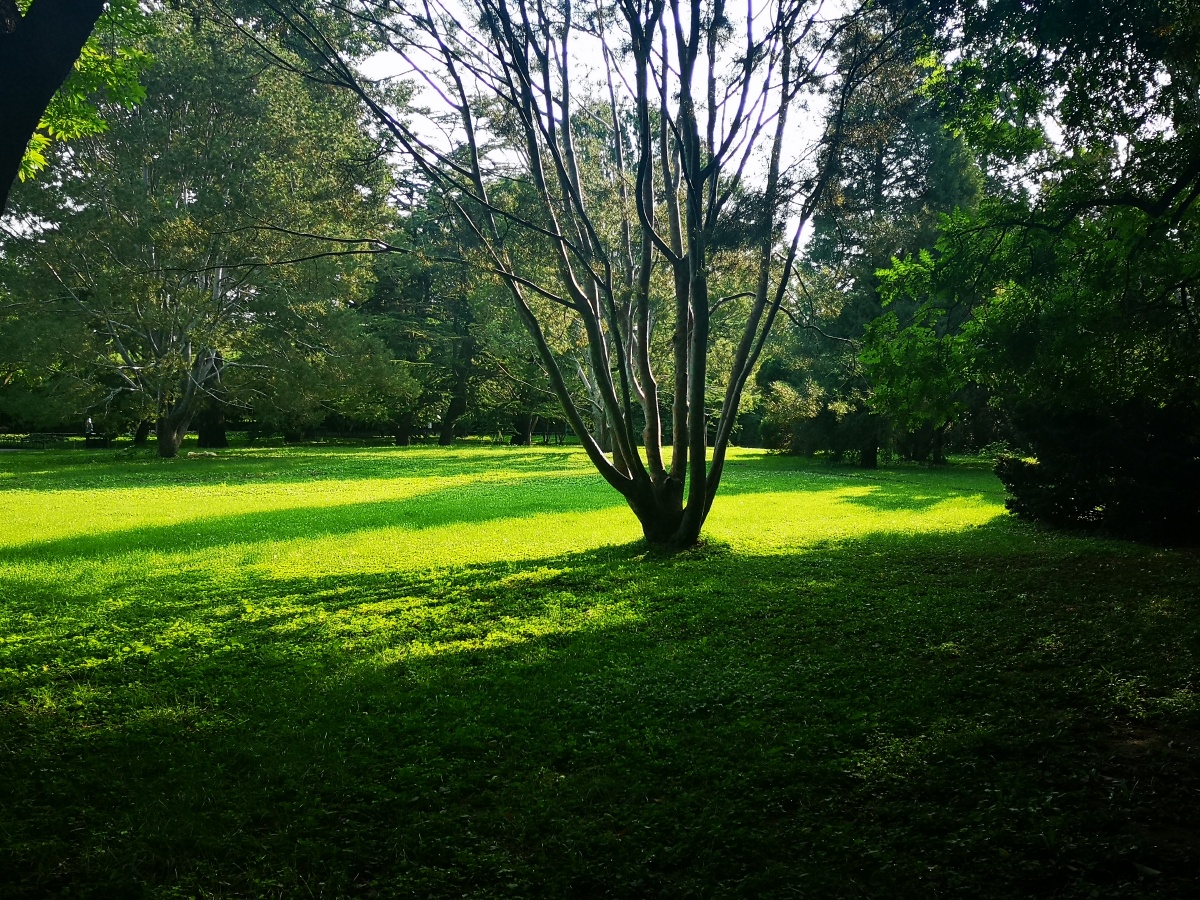 喜欢草地上的阳光.