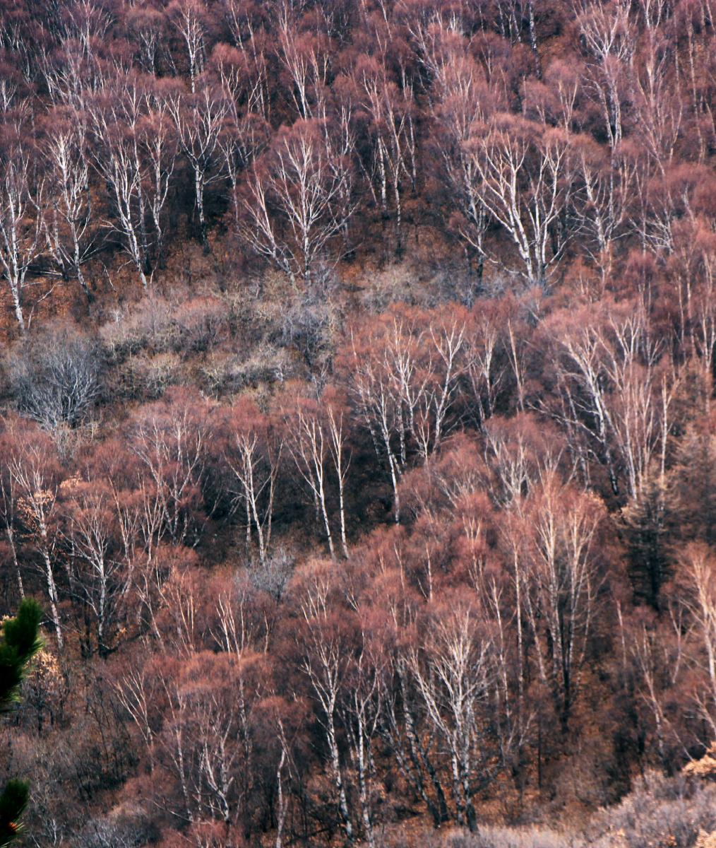 白石山红桦林
