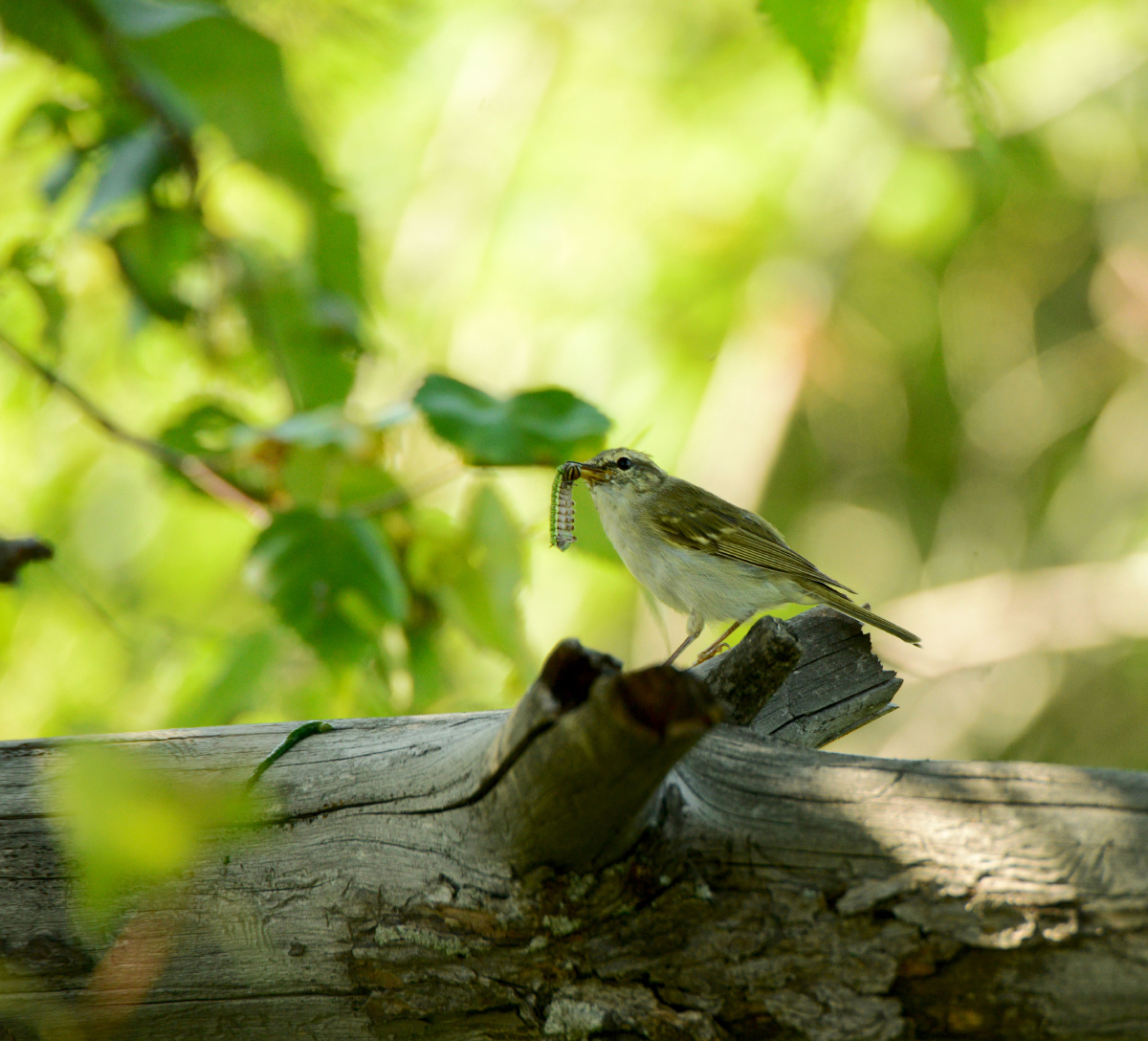 这只小鸟捉到一只大虫,然后在树枝上摔打虫子,很机警,很聪明.
