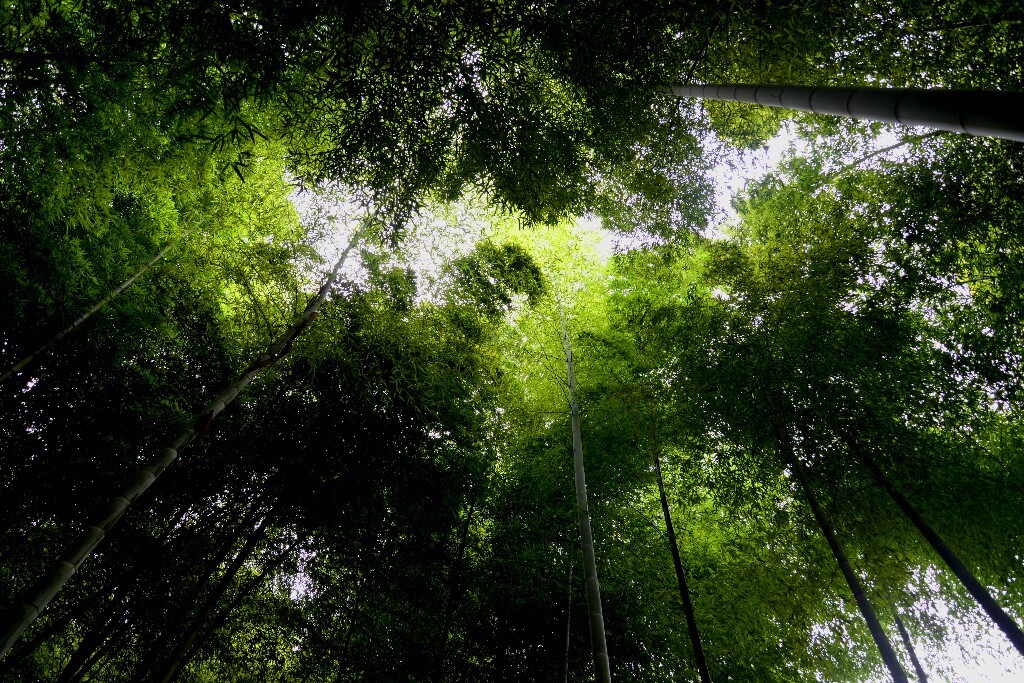 λ
