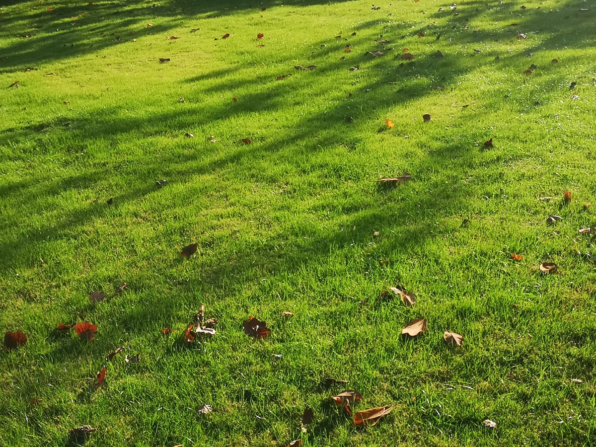 早晨的草地,绿得可爱.