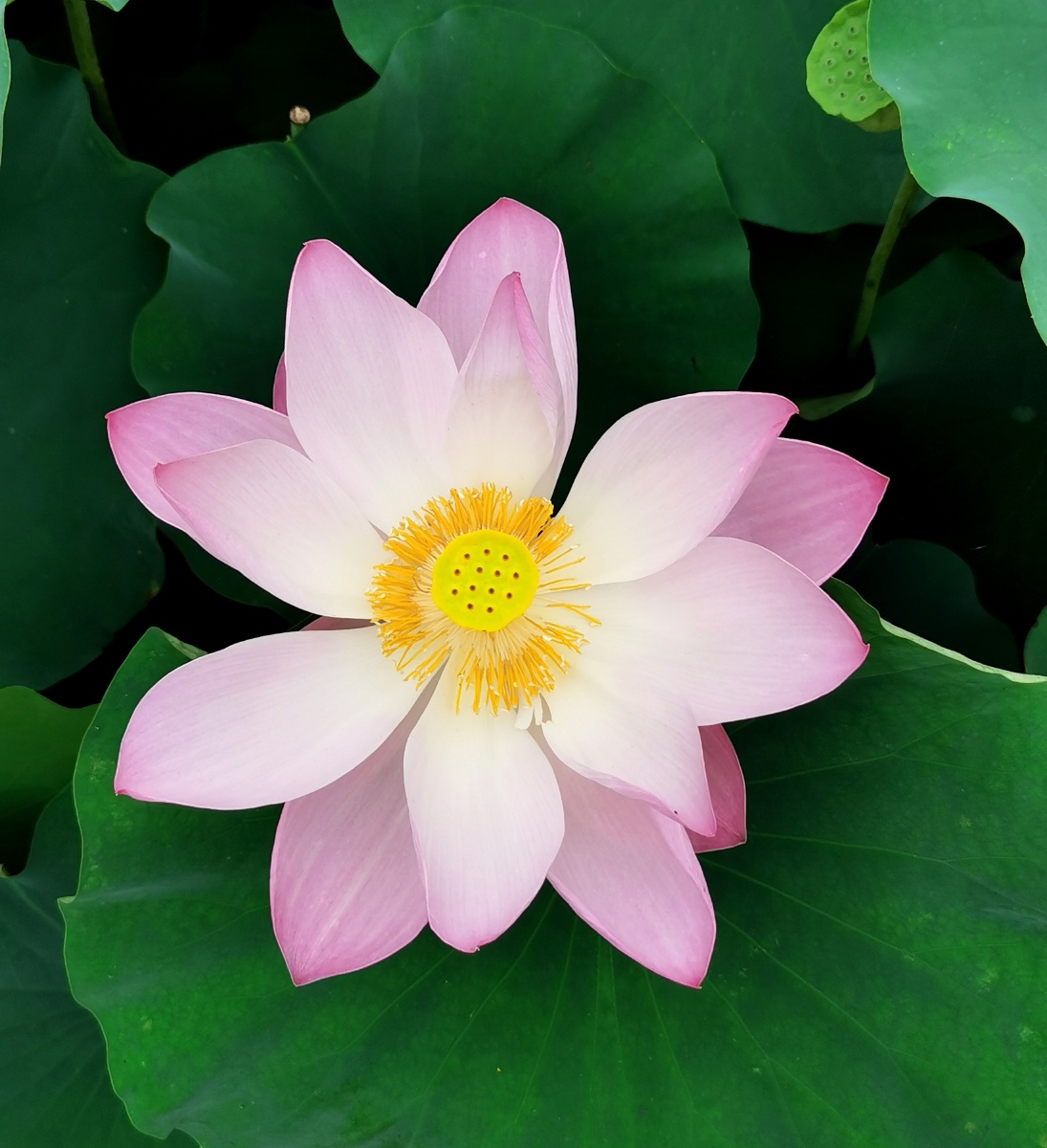 经典荷花