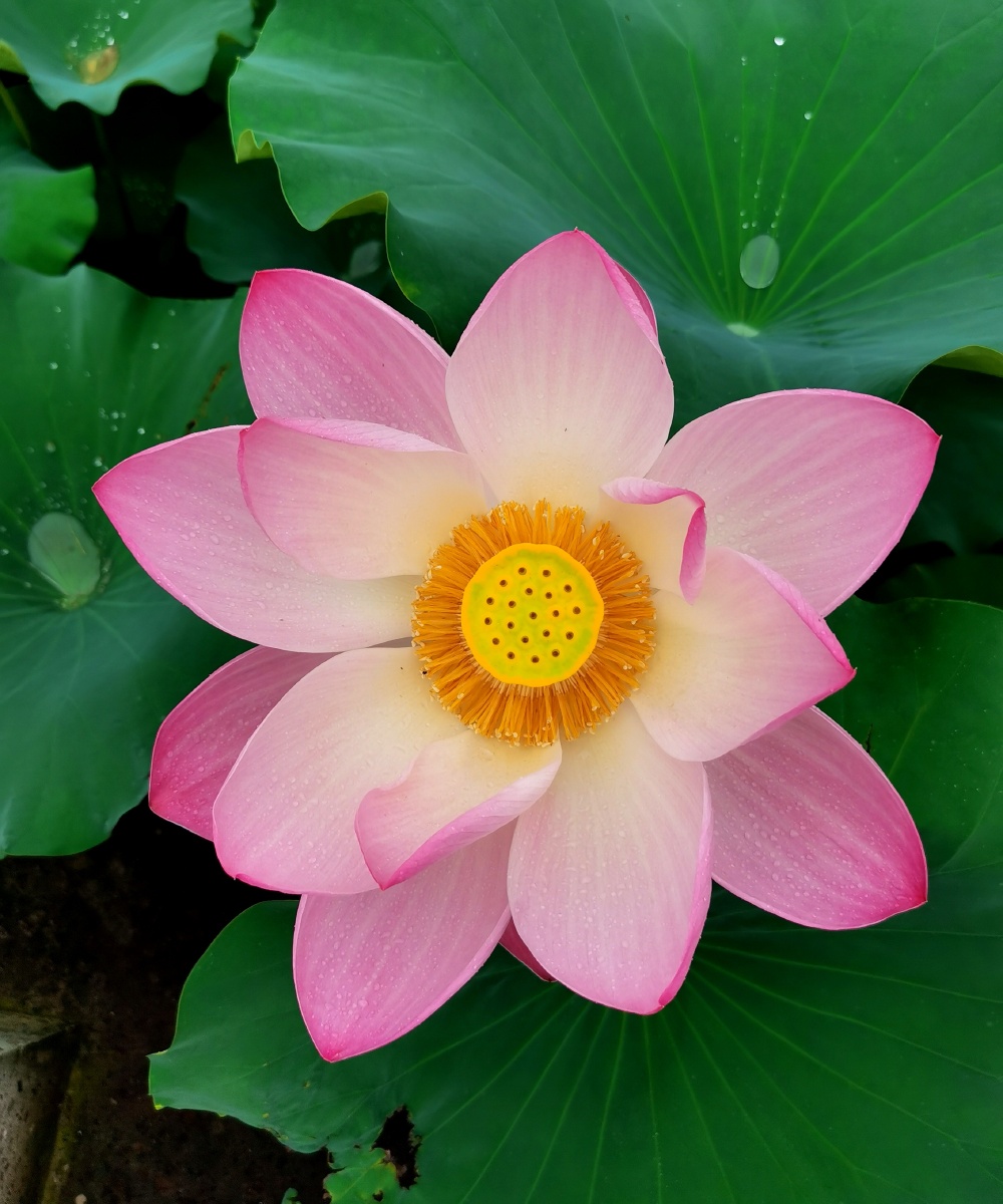 经典荷花