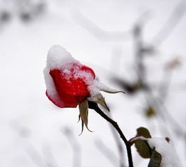 雪中玫瑰