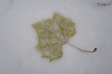 雪中梧桐叶