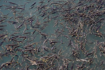 青海湖湟鱼
