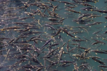 青海湖湟鱼1