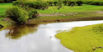草原大雁5
