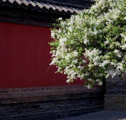 古庙丁香花