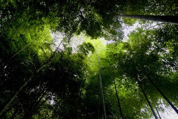 梦幻竹林1