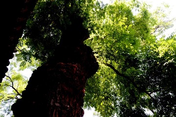 苍老与生机
