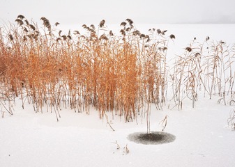 雪中芦苇