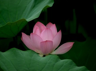 荷花5
